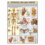 Movable Joints Chart